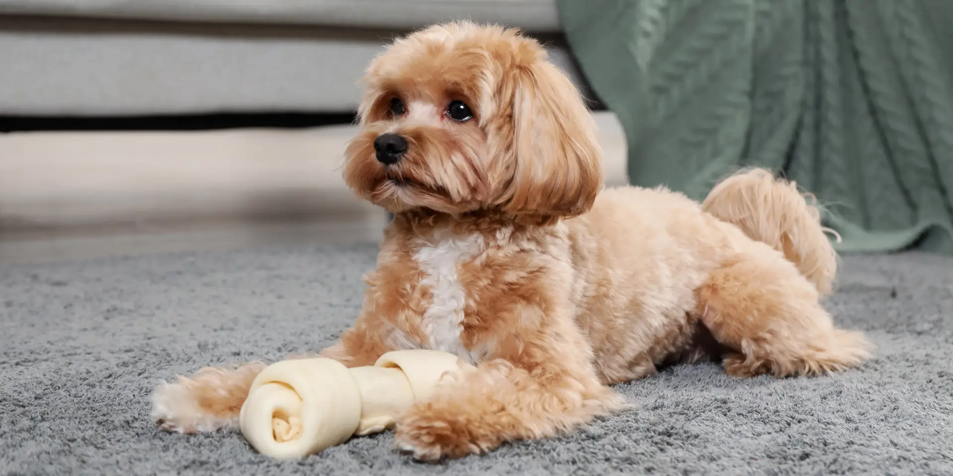 Pet-Friendly Home Design in Los Angeles